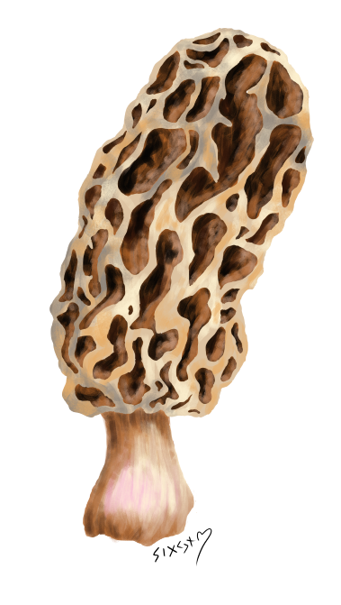 Sigyn_MoonQueen's tweet photo. Some foraging morels mushroom drawing😄🍄
#drawing #digitalart #digitalpainting #muschroom #art https://t.co/SRnpDd6iIL