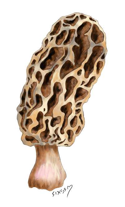 Sigyn_MoonQueen's tweet photo. Some foraging morels mushroom drawing😄🍄
#drawing #digitalart #digitalpainting #muschroom #art https://t.co/SRnpDd6iIL