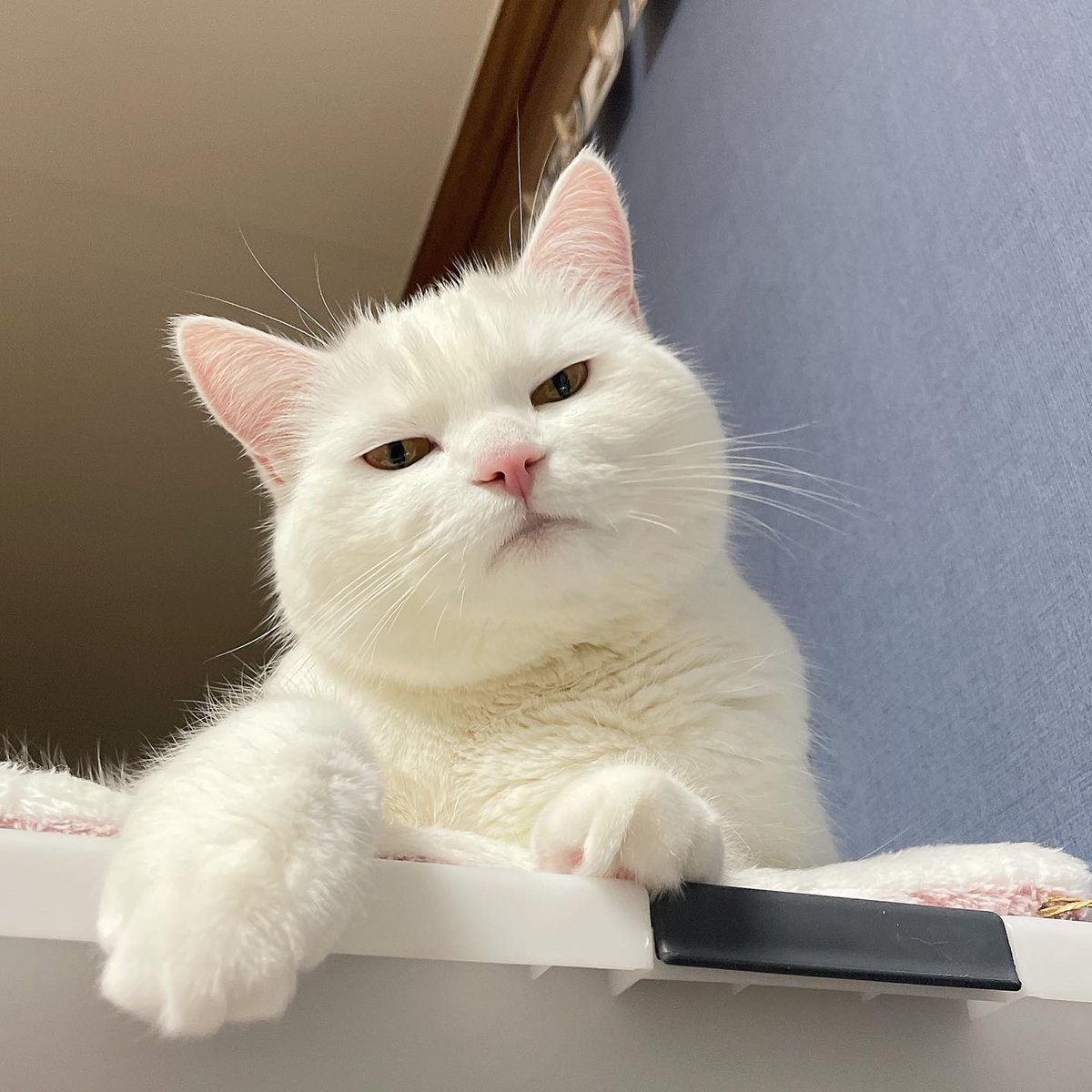 9GAG's tweet photo. judging you

📸 pepper_udon | IG https://t.co/PVwlt1M7vN