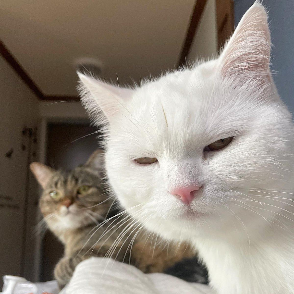 9GAG's tweet photo. judging you

📸 pepper_udon | IG https://t.co/PVwlt1M7vN