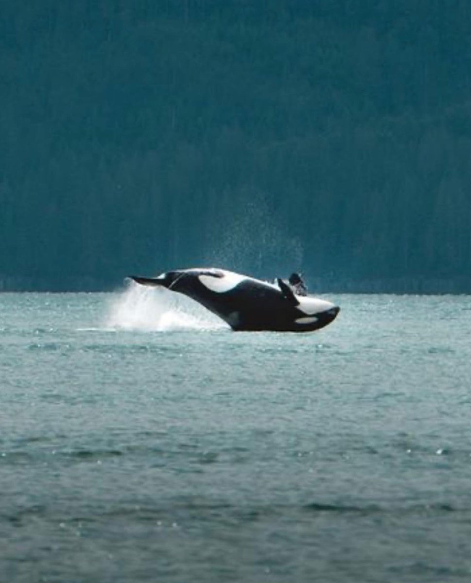 Here’s some whale flips (or flops depending on how you look at it 🐋 ) 

PC: <a href="/KristianGillies/">Kristian Gillies</a>