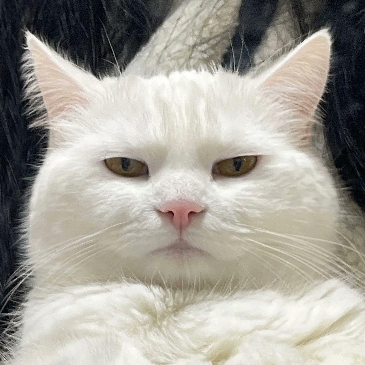 9GAG's tweet photo. judging you

📸 pepper_udon | IG https://t.co/PVwlt1M7vN