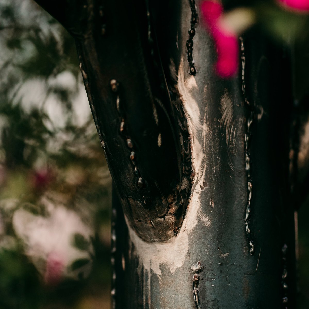 FioreTrees's tweet image. UNIQUE. No #FioreTree is the same. From the solid limbs, to the brushed welded trunk and branches, you'll be mesmerized by the beauty of each tree. #Fiore #MetalArt #MetalSculpture #WeldArt #MetalDesign #MetallicArt #MetalCraft #SteelArt #IronArt