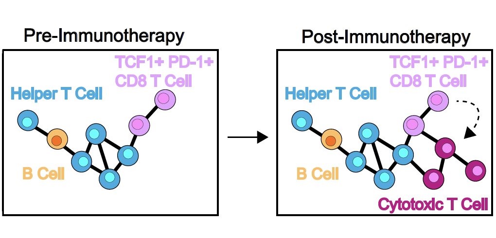 💡 Great insights in this @Cancer_Cell study showing that 'lymphonets' create a spatial environment supportive of CD8+ #Tcell anti-tumor responses. #lymphocytes Tweetorial ⬇️🧵