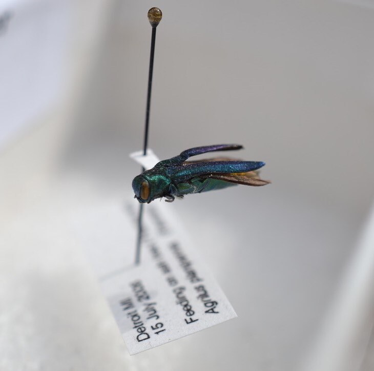 @wsuextforestry is hosting a webinar about Emerald Ash Borer tomorrow at 1pm PDT. Register at ift.tt/x3OuRgk instagr.am/p/CreYykbv4hA/