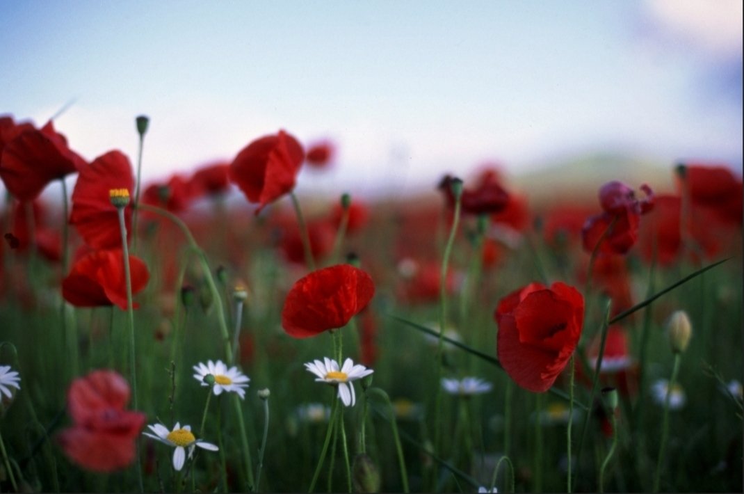 SilviaMe__'s tweet photo. Bella, ciao 
#25aprile sempre https://t.co/Z267KMTZGT