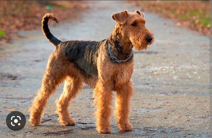 im_color_blind's tweet photo. Se salió de mi casa, en la zona de la colonia Altamira en Zapopan. Es un Airdale Terrier, responde a "Toque" y trae un collar rojo. Es un poco miedoso y corre muy rápido.
Contacto: 33 1225 6758 ó 33 1018 4026

@ExtraviaDog @Trafico_ZMG https://t.co/zKsg5X91ml