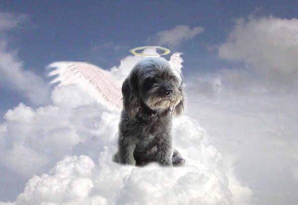 SnowFairy29's tweet photo. So sorry for your loss, #RIPMolly 🌈🐕 https://t.co/oENPRiz6p9