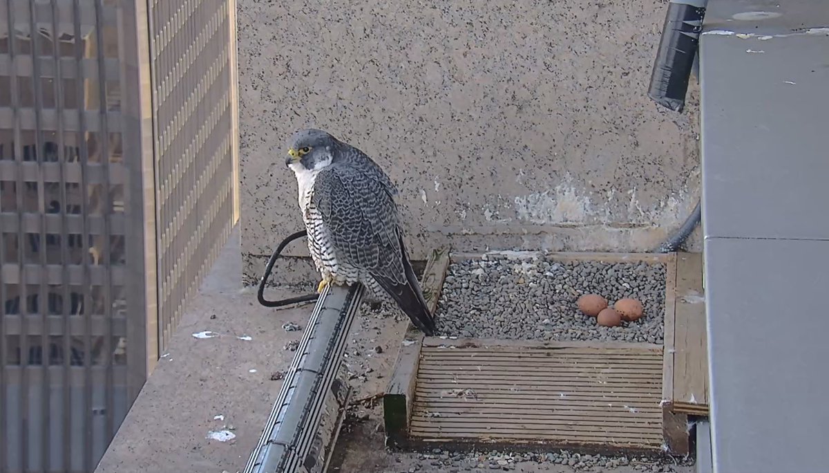 1201 Third tweet media