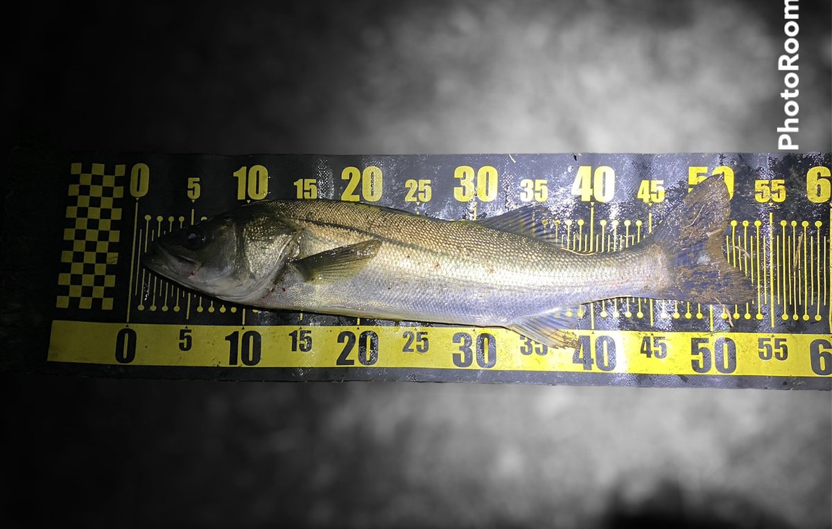 FishingLabo's tweet photo. 週末の東京湾奥クルクルバチ抜けシーバス結果‼️

楽しすぎて、先週木曜〜今週月曜まで毎日通ってしまった💦

🏍️往復80kmぐらいあるのに

一応ボウズなしで毎回釣れてくれましたね。

ランカークラスもヒットしましたが、残念ながらそちらはラインブレーク😢

これからが本格的なシーズンインで楽しみ❤️

#バチ抜けシーバス