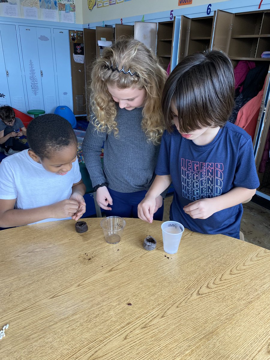 MrsJGalas's tweet photo. “The best way to understand something is to explain it to someone else.”…These second graders helped their friends plant today as we learned all about how seeds germinate.  #seedgermination #secondgradescience #seedtoplant https://t.co/5o8hKYonA0