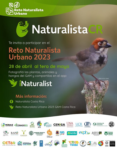 CRBiodiv's tweet photo. 3 días más... ¡Solo 3 días para empezar el #RetoNaturalistaUrbano GAM 2023!
@inaturalist ¿Ya se registraron al Evento de Inauguración? 🧐https://t.co/ES29T3bf5r 
#CityNatureChallenge https://t.co/Ol0AWFNTVi