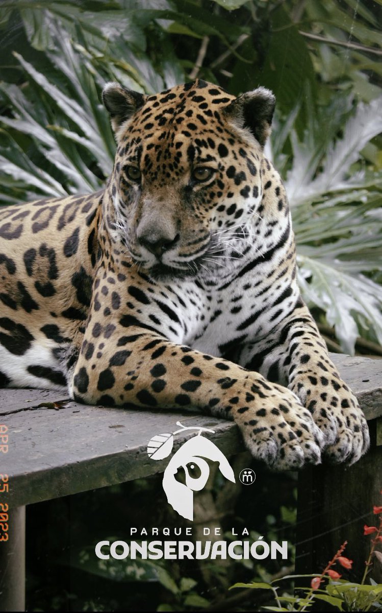 pqconservacion's tweet photo. Teniendo siempre presente su bienestar, periódicamente a las jaguares albergadas en el Parque se les realizan chequeos médicos, muestras de laboratorio, ecografías, entre otros. Conoce más de este proceso de cuidado en esta nueva #MisiónBiodiversidad 🎬➡️ https://t.co/94RGVN4OF2 https://t.co/c6kWsakHlB