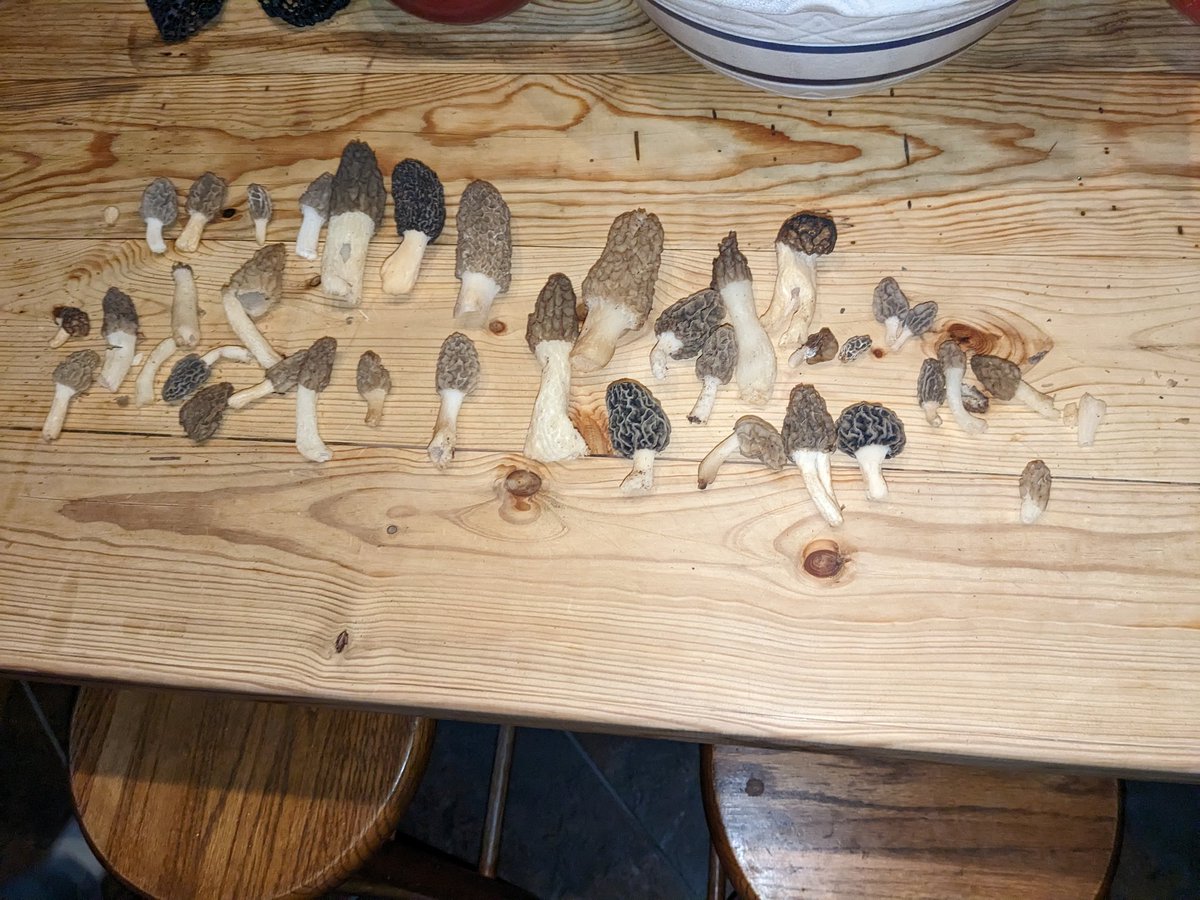 Found a little mess of morels yesterday evening.  Scouted up some gobblers for opening day this morning.  Annual"Walking in the Woods with Guns" turkey hunt starts tomorrow!