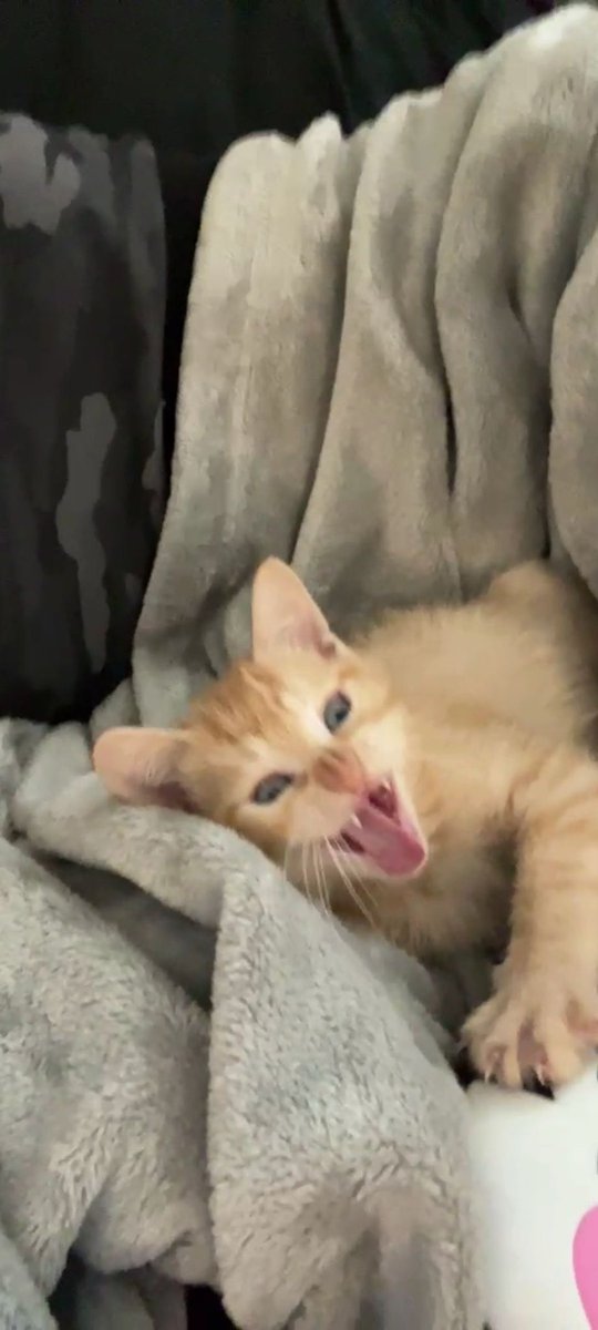 Pixiedeeznutzz's tweet photo. update i got a kitten… my bf doesnt want to name him until he holds him (he bought him) so his placeholder name is seagull https://t.co/JNvc6HJzny