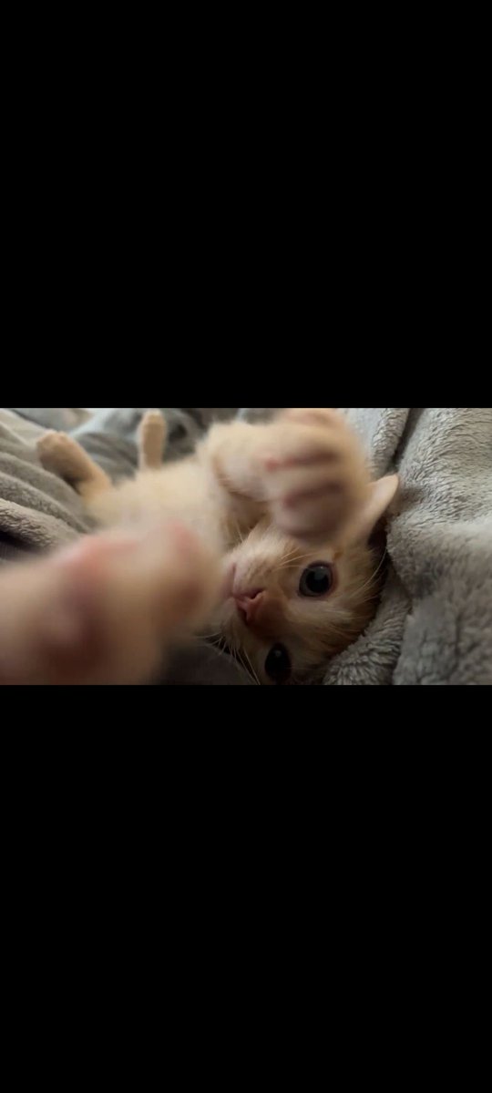 Pixiedeeznutzz's tweet photo. update i got a kitten… my bf doesnt want to name him until he holds him (he bought him) so his placeholder name is seagull https://t.co/JNvc6HJzny