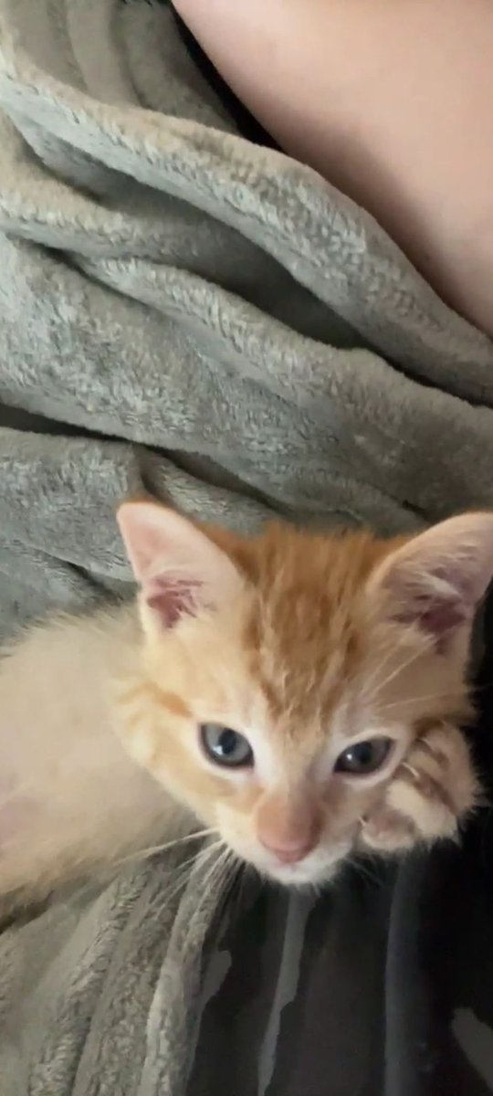 Pixiedeeznutzz's tweet photo. update i got a kitten… my bf doesnt want to name him until he holds him (he bought him) so his placeholder name is seagull https://t.co/JNvc6HJzny