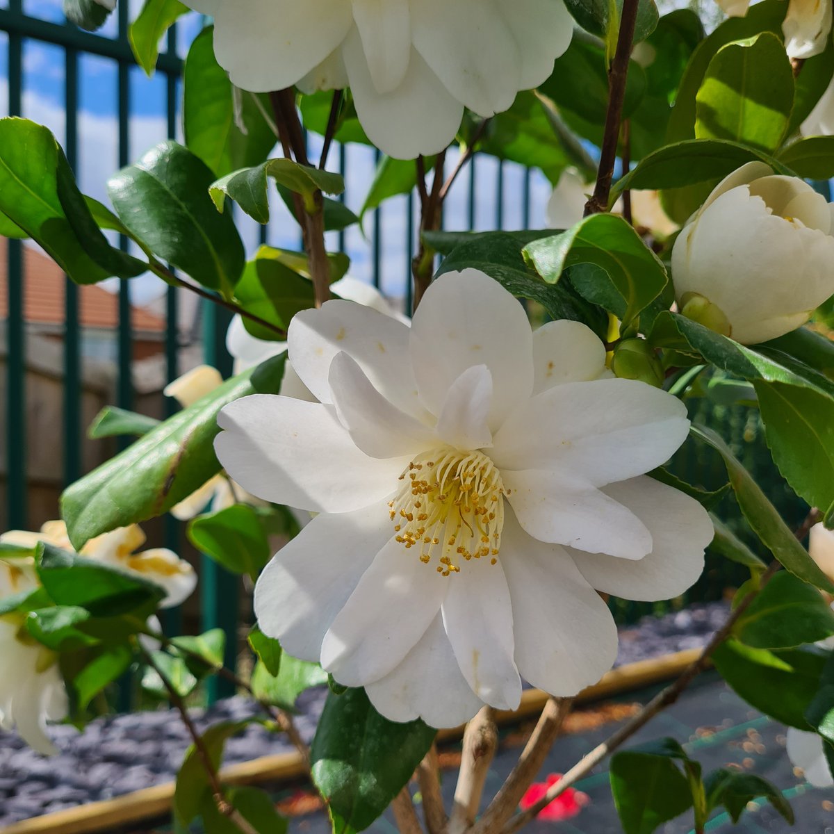 whitakersinfo's tweet photo. Some lovely early blooms in the sunshine today
Camellia, Clematis and Magnolia.

Going to be another chilly night, keep an eye on your tender plants.

#gardencentre #plants #pretty petals #springflowering #gardening https://t.co/35or9DClAP