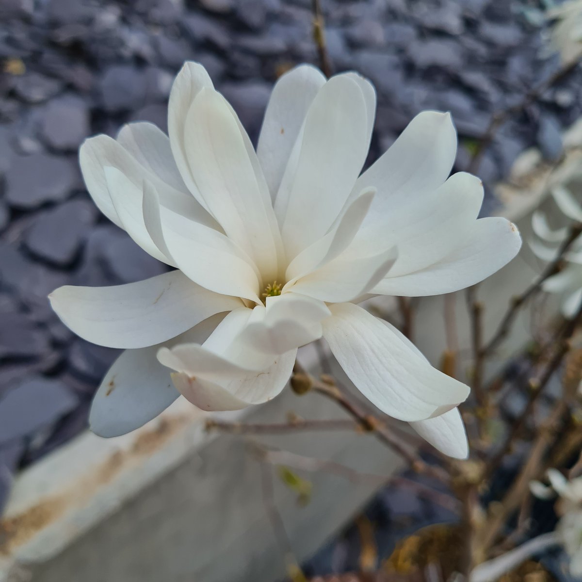 whitakersinfo's tweet photo. Some lovely early blooms in the sunshine today
Camellia, Clematis and Magnolia.

Going to be another chilly night, keep an eye on your tender plants.

#gardencentre #plants #pretty petals #springflowering #gardening https://t.co/35or9DClAP