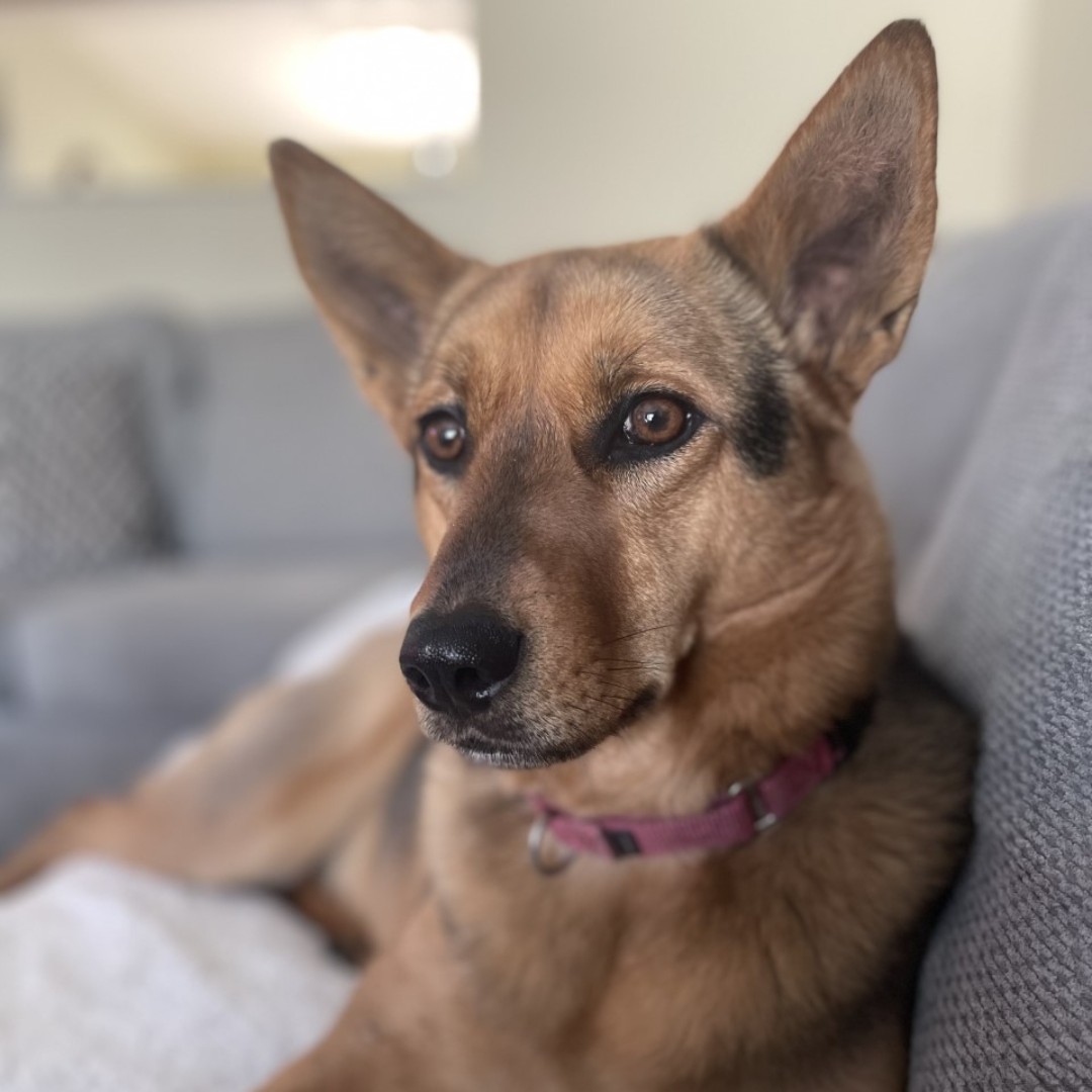 JaneAnimal's tweet photo. Happy Birthday Gracie 🎁🎈!!! This gorgeous girl is 3 years old !! Hope your day is full of lots of love and birthday treats.❤️🍰 https://t.co/LXtOcR9Tj4
