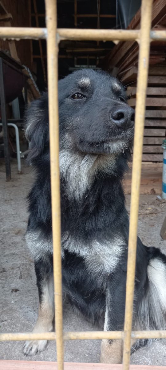 Hermosa perrita tamaño pequeño en adopción.
Fue encontrada abandonada en la carretera.
Ahora está esterilizada y lista para formar parte de una linda familia
Me ayudan a difundir?
#Temuco
<a href="/akelagris/">Teresa De La B N.🇵🇸</a> <a href="/Sitak13/">Lady MagiK</a>
<a href="/TheRealMalezita/">La Vero Fernández </a> <a href="/betohi/">🐶🐹🐼❤TODOS !!!</a> @thecrow_1980 <a href="/carolinapinoc/">Caro 🌲 C.</a> <a href="/iritas1117/">Irita 🌳</a>