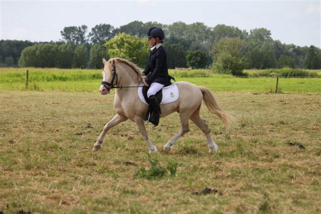 a-b-c-D pony of paard klaar laten stomen voor ??  paardenhandelaren.com/paardenhandel/… #paarden