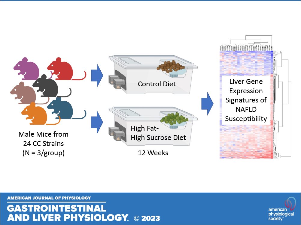 ajpgi's tweet photo. 🆕research in #ajpgi
Effect of an obesogenic high-fat and high-sucrose diet on hepatic gene expression signatures in male Collaborative Cross mice by Igor P. Pogribny et al.
👉 https://t.co/C7DgBhslG9
#NonalcoholicFattyLiverDisease #GeneExpressionProfile #liver #LiverTwitter https://t.co/XlqDh7FeHY