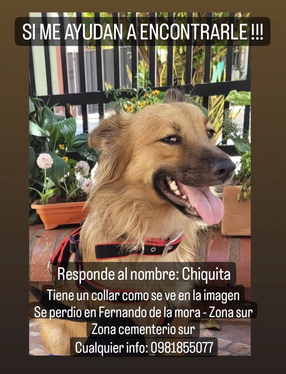 amegoon_'s tweet photo. RT porfa hasta q aparezca CHIQUITA 🥺❤️

Zona cementerio sur de Fdo de la Mora zona sur !

Esta mañana salió de su casa y un poco después empezó la tormenta, ella le tiene miedo a la tormenta y lo más probable es q haya corrido buscando refugio 🥺

Cualquier info al 0981 855 077 https://t.co/1YMqXLweTK