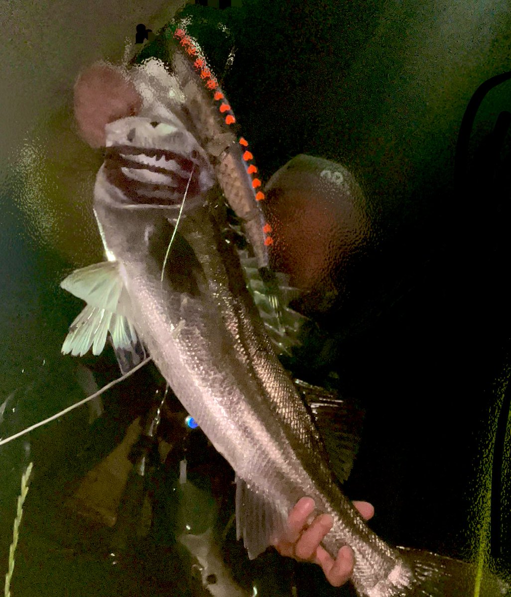 hi_and_low's tweet image. ゴーストでの念願の初フィッシュ！
そしてまさかのおかわり。
帰宅してからもジワる❤️

#drt 
#klash
#ゴースト
#ghost
#湾奥河川
#シーバス
#ジャイアントベイト
#ビッグベイト