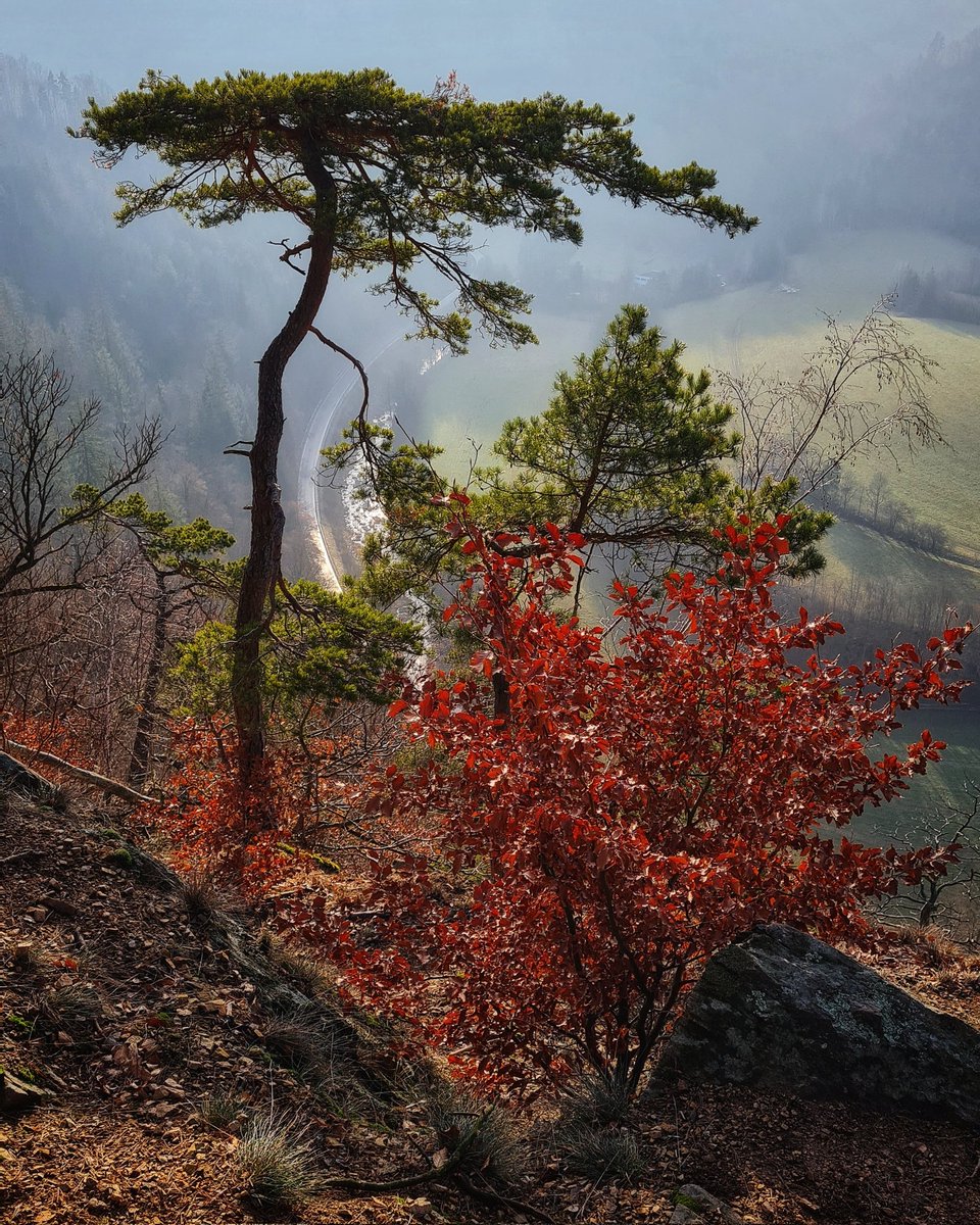 HBaksova's tweet photo. Detail borovice a buku v příkrém svahu na Hraběcím stolku. 🌲🍂🤎
#viewpoint #magicview #trees #treephotography #treesphotography #forestphotography #landscape #landscapecapture #landscapephotography #nature #naturelove #naturelover #natureaddict #naturephotography #photography https://t.co/Jch3SgMrkU