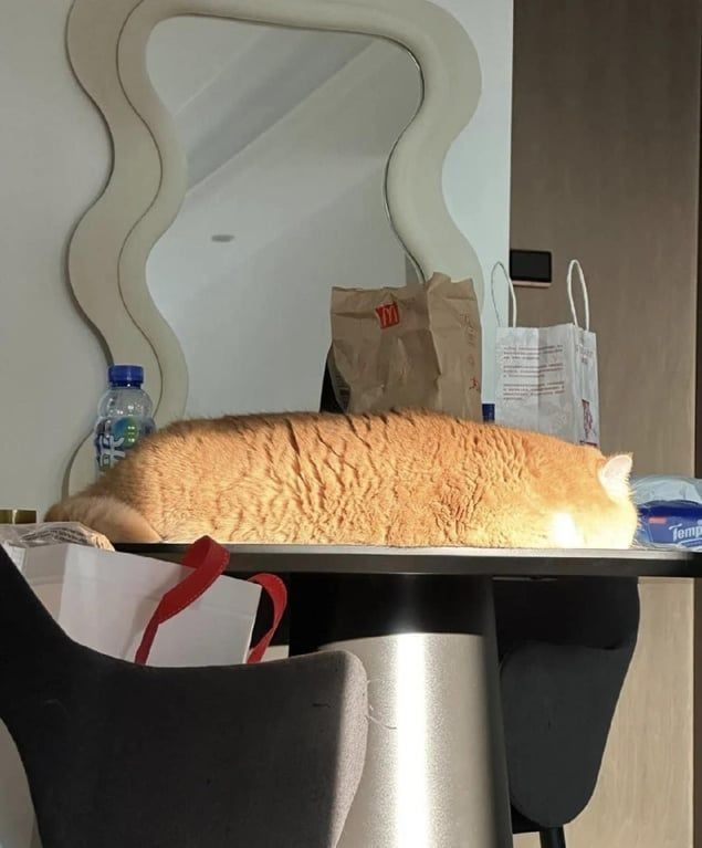 DontShowYourCat's tweet photo. optimal loafing https://t.co/PRV8H4CrQB