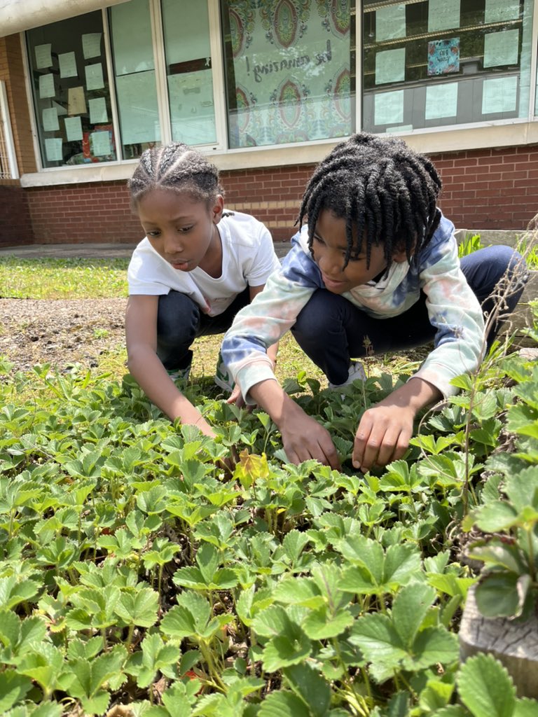 LouisAmodio's tweet photo. 🍓 2nd grade getting their strawberry harvest on! We discussed the life cycle of the plant, then harvested seeds that we will graph and plant next week! @APSClevelandES @TheCAEPrincipal @APS_K5Science @ctae_in_aps https://t.co/sfybQAzEE8