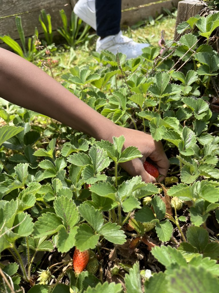 LouisAmodio's tweet photo. 🍓 2nd grade getting their strawberry harvest on! We discussed the life cycle of the plant, then harvested seeds that we will graph and plant next week! @APSClevelandES @TheCAEPrincipal @APS_K5Science @ctae_in_aps https://t.co/sfybQAzEE8