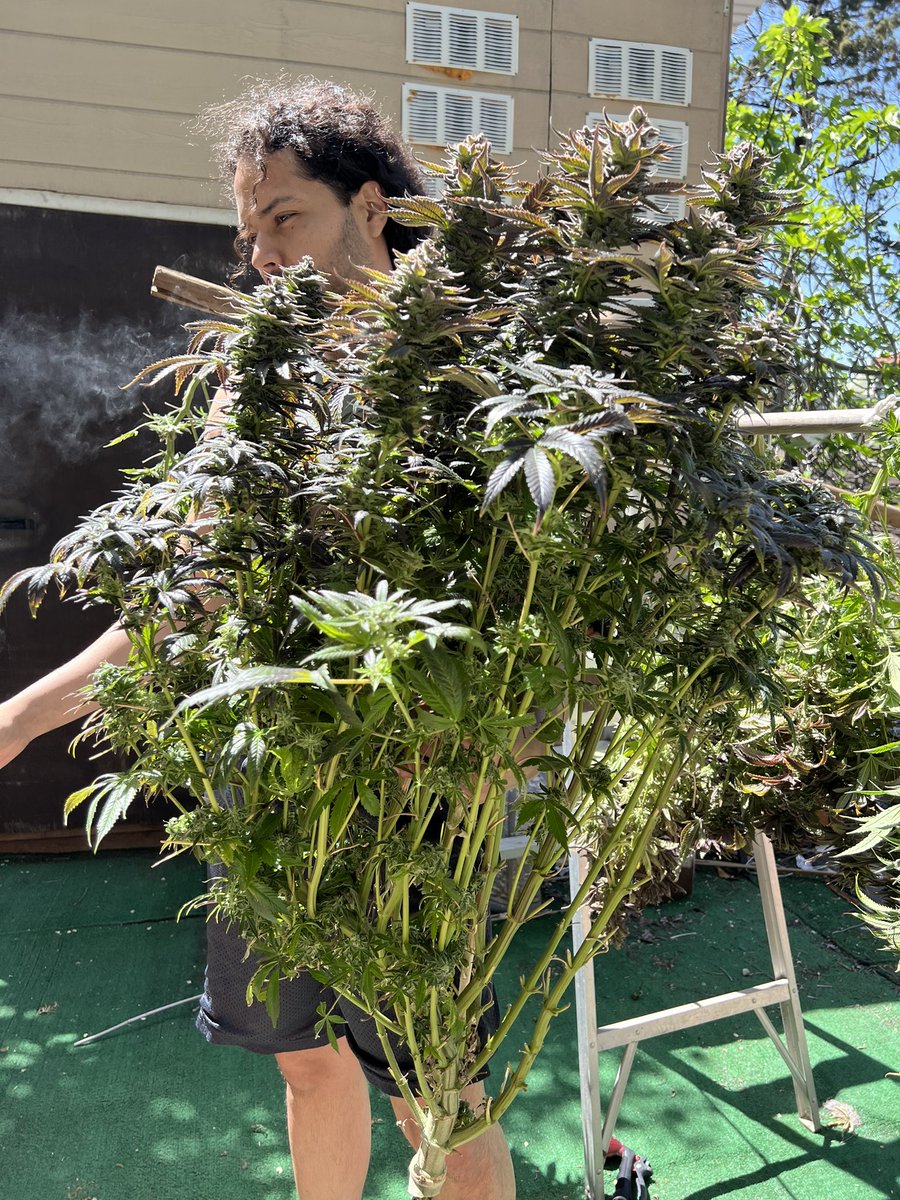This one is from the partially trimmed/trained,- Removed some under layer while allowing it to keep most of its branches with occasional trimming- got pretty consistent nodes,- not as big as the heavily trained plant.  #experiments #LeafsForever #hellajelly #marshydro