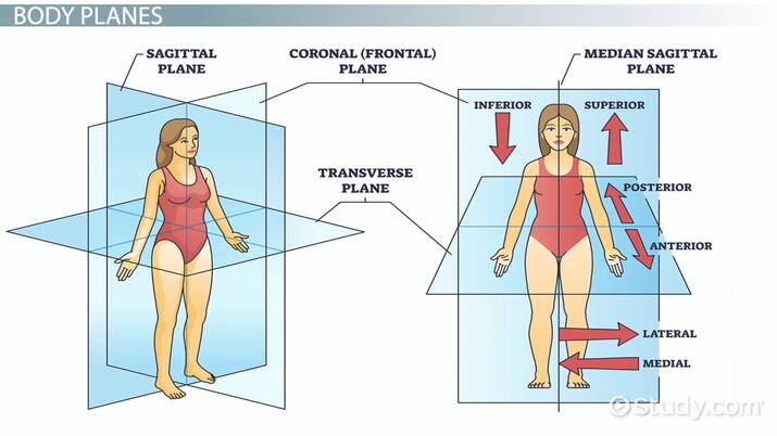HeartsatPlay's tweet image. #Reading primarily activates the coronal (left-right; eyes/ears/hands) plane. Prompt an immediate shift in reading by enjoying a #BrainGym activity that emphasizes this plane: #CrossCrawl #Lazy8s #DoubleDoodle #EyeTeaming