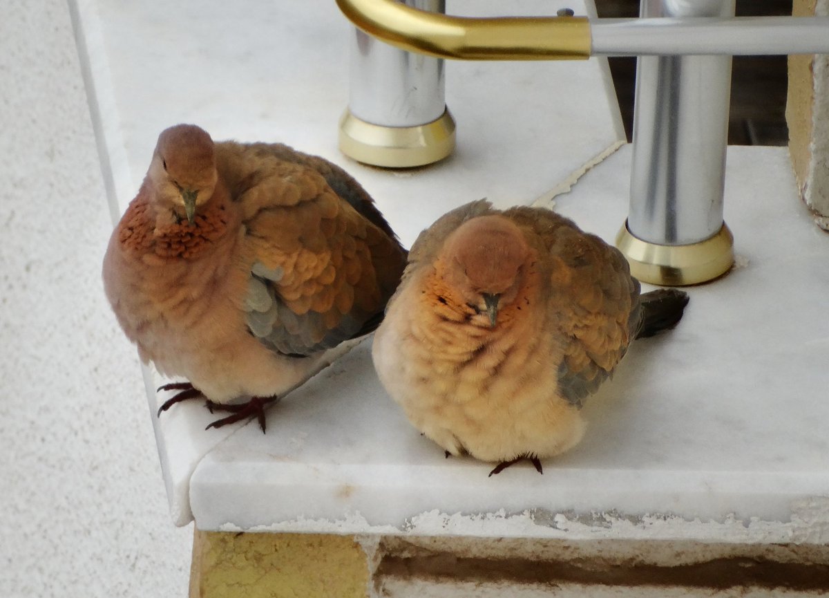 Bunlarda soğuk hava sebebiyle tüylerini kabartan çifte küçük kumrular .  Renk farkı neyi anlatıyor (yaş, cinsiyet, hiçbir şey)?
🗓️25 Mart 2022
🪶Küçük Kumru
📍 İslahiye/Gaziantep 
#Haftanınkuşu