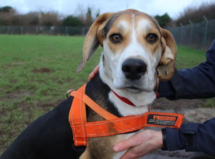 AdoptionsUk's tweet photo. Please retweet to help Wednesday and Enid find a home together #CORNWALL #UK     
Bonded pair, sisters, Foxhounds, aged 1.   
They are looking for an active home as the only pets, children aged 12+. 
They enjoy fuss and attention. 
DETAILS or APPLY👇 https://t.co/lZ5GIABQUM
#dogs https://t.co/rt5Si2aYVy