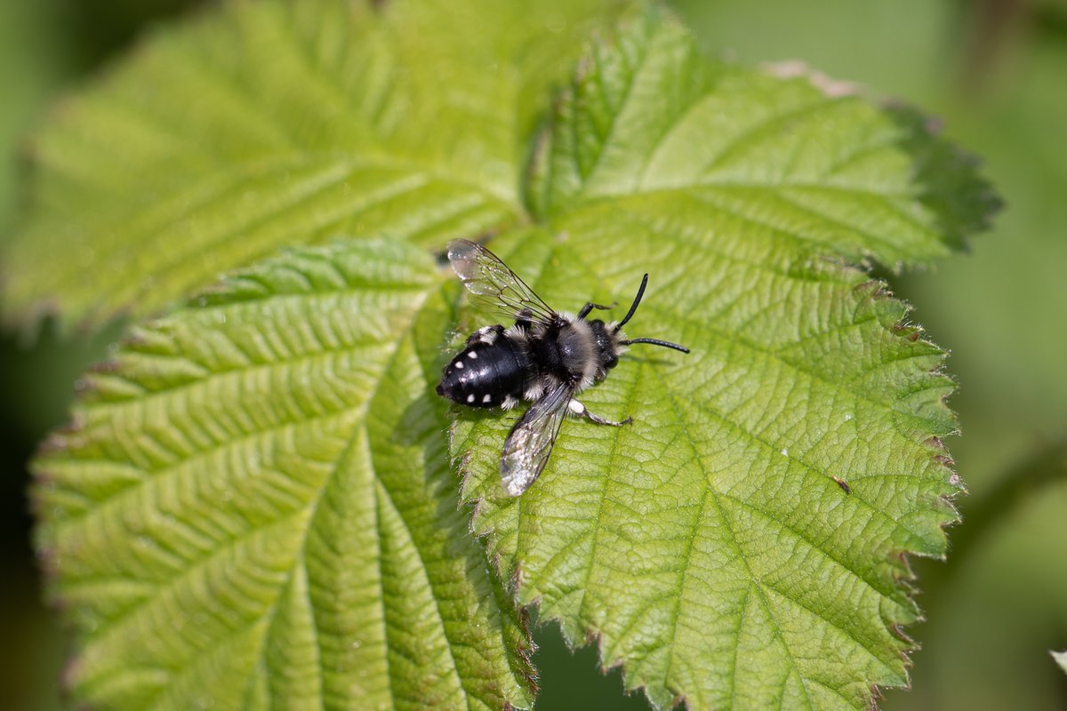 pittypomm's tweet photo. A sunny afternoon spent bee-watching brought me to this common mourning bee, Melecta albifrons, the first time I've seen one.

Look at those snazzy markings.

@SomersetWT @SWTTaunton https://t.co/m5OFNmBmnY