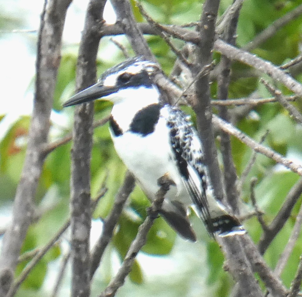 kumikokomatsuba's tweet photo. #piedkingfisher #kingfisher #ヒメヤマセミ #ヤマセミ #山翡翠 #birding #birdinginafrica #birdwatching #birdsofafrica #birds #wildbirds #birdlover #liwondenationalpark #mvuu #malawi #africa #バーディング #バードウォッチング #野鳥撮影 #野鳥 #鳥 #鳥好き #リウォンデ #マラウイ #アフリカ https://t.co/91iMPv5qzq