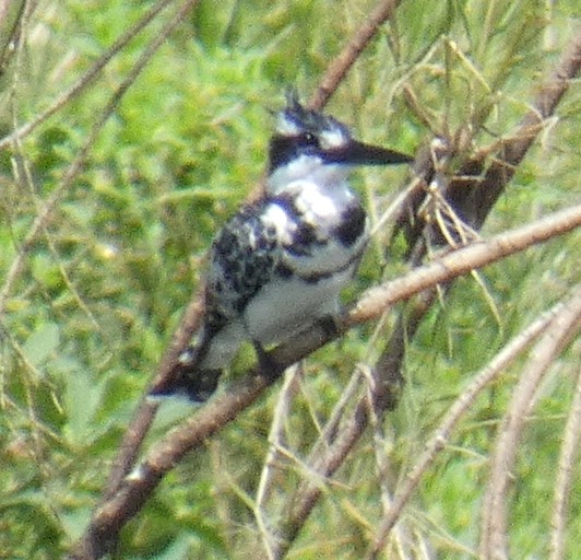 kumikokomatsuba's tweet photo. #piedkingfisher #kingfisher #ヒメヤマセミ #ヤマセミ #山翡翠 #birding #birdinginafrica #birdwatching #birdsofafrica #birds #wildbirds #birdlover #liwondenationalpark #mvuu #malawi #africa #バーディング #バードウォッチング #野鳥撮影 #野鳥 #鳥 #鳥好き #リウォンデ #マラウイ #アフリカ https://t.co/91iMPv5qzq