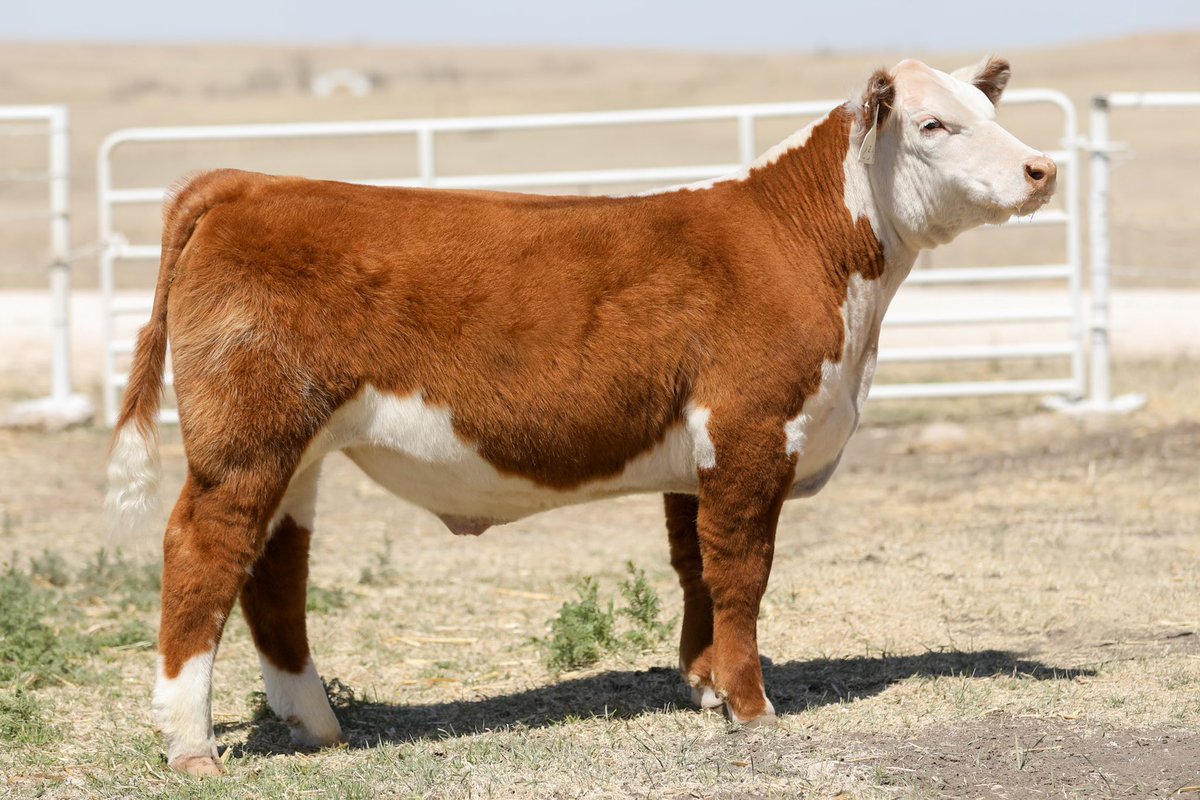 BornRanches's tweet image. Sale goes into extended bidding at 8 on this evening!

sconlinesales.com/Bids/AuctionsL…

Go check them out!