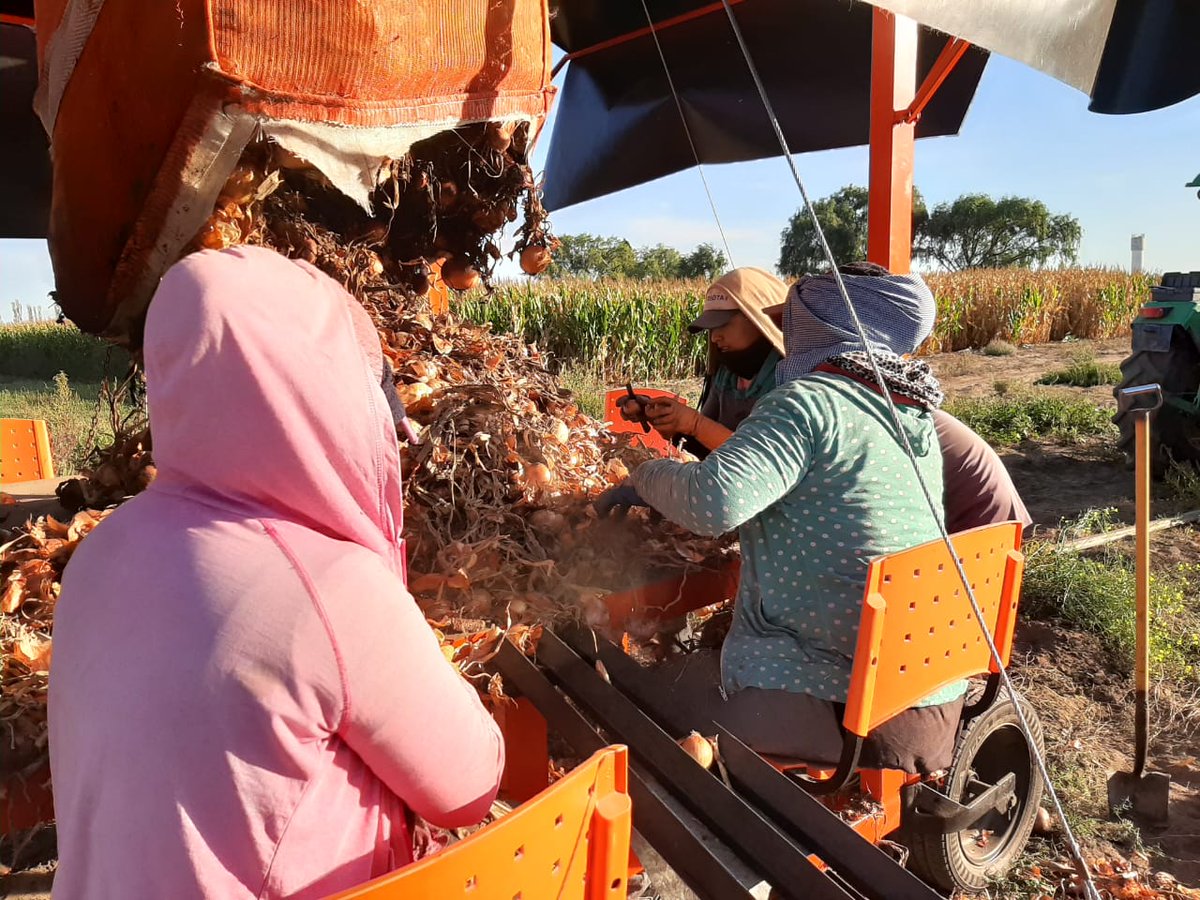 intaargentina's tweet photo. Esta tecnología supone una reducción del impacto ambiental al evitar suelos desnudos en una región ya afectada por fuertes vientos. Además, permite concentrar el residuo en la cabecera o caminos, habilita el compostaje y reduce la compactación del suelo. https://t.co/TtJt1esuTF