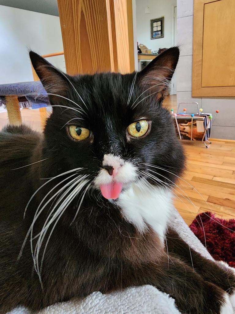 AnnVanderMeer's tweet photo. Now, THAT'S a world-class blep!
#NeoIsTheOne https://t.co/JeiDoivVoF