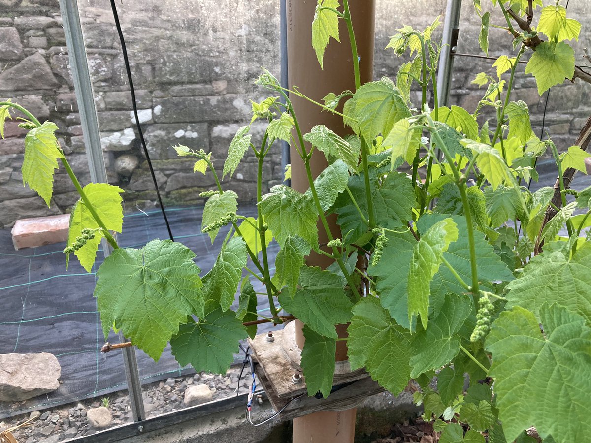 The fruit formation on the grape is exceptional this year. #GoodToGrow2023