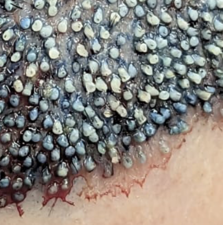 HairRepairUK's tweet photo. OK, quiz time. Who can tell us what this is a photo of? https://t.co/EobS9CcbDm