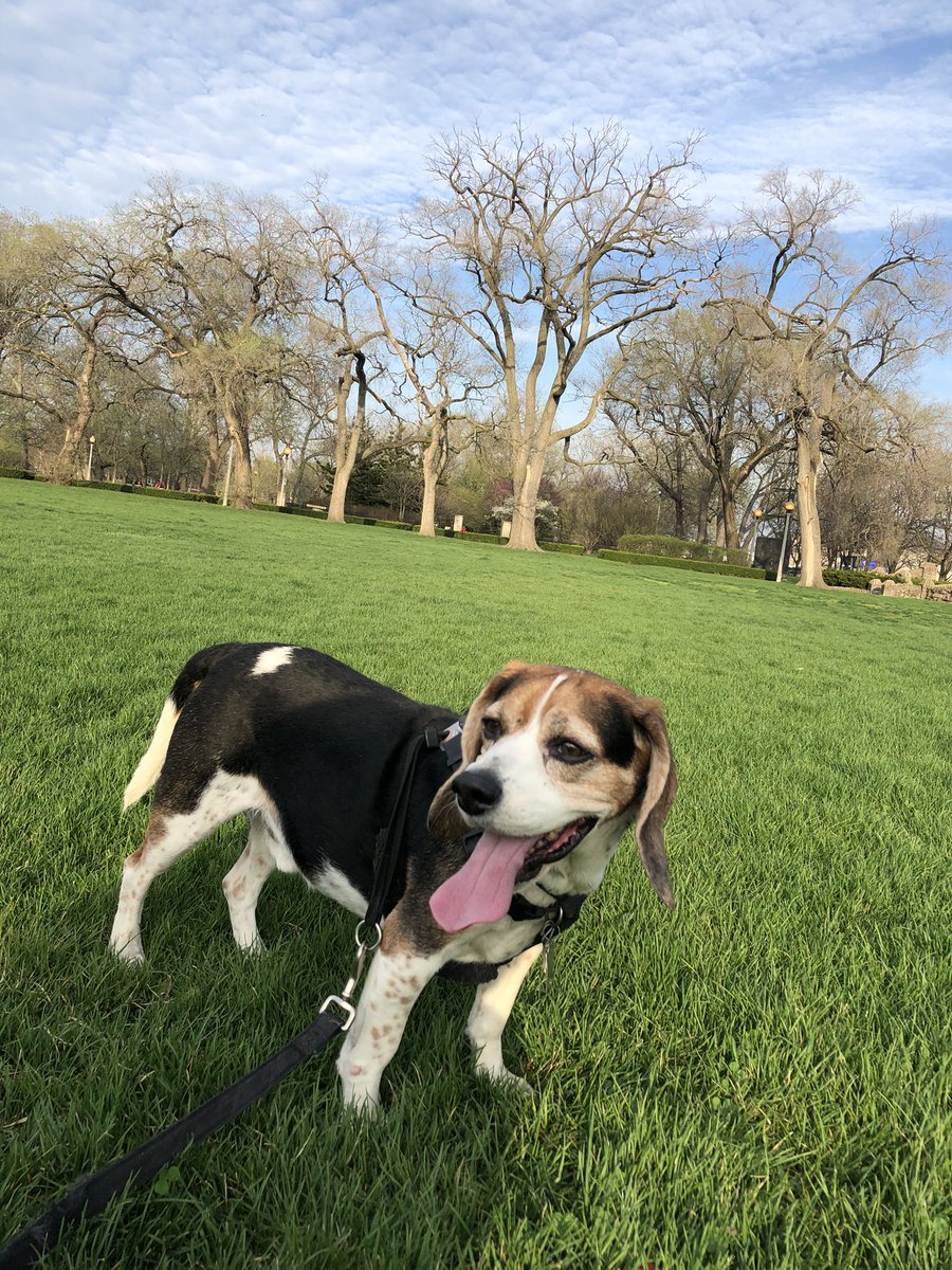 Tongue Out Tuesday!! 👅🐶😍Just in case you need a smile for the day!❤️#beagle #beaglefacts @beaglefacts #mydogisthecutest #DogsofTwittter #pawprints #thatface #beagles #tongueouttuesday