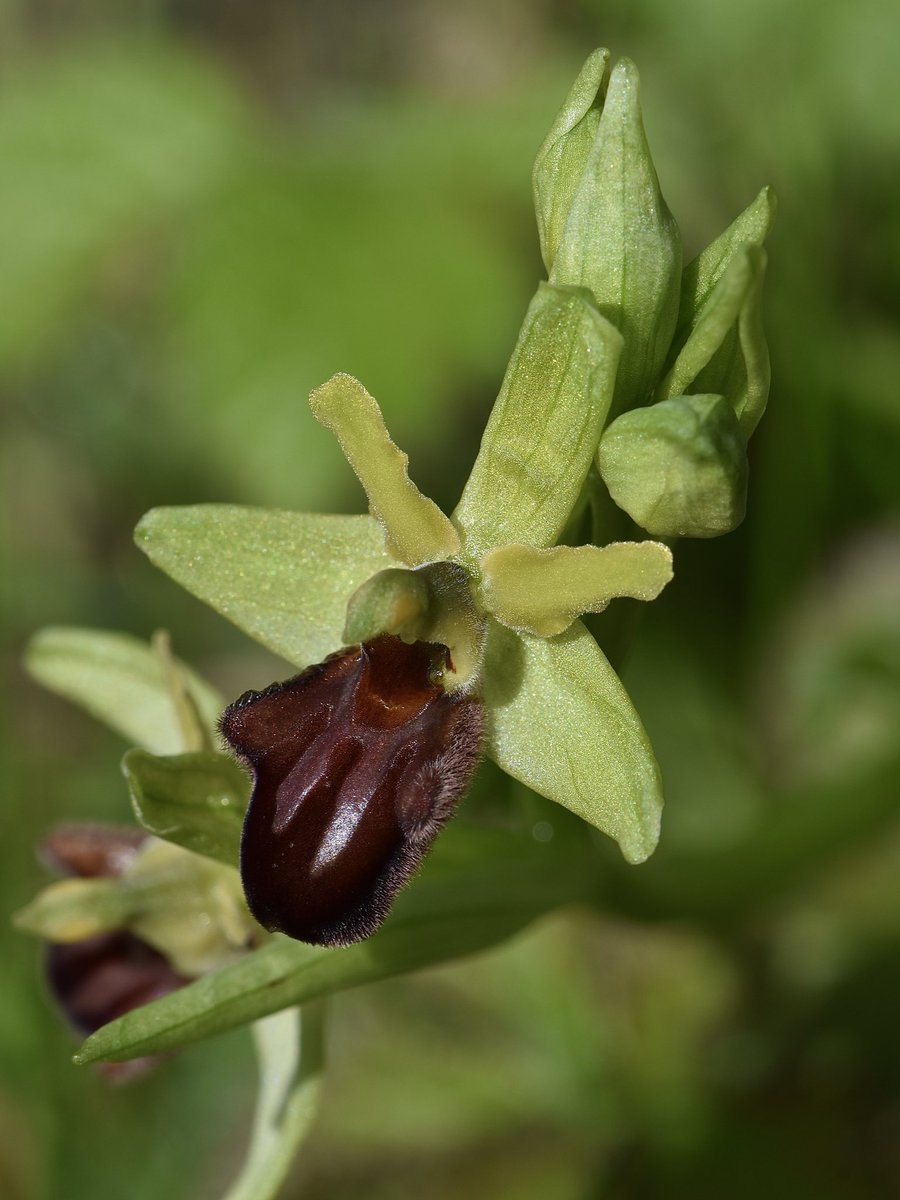 The main reason to visit @SamphireHoe1997 this morning was to photograph the Early Spider Orchids, which line the path which parallel’s the railway line.