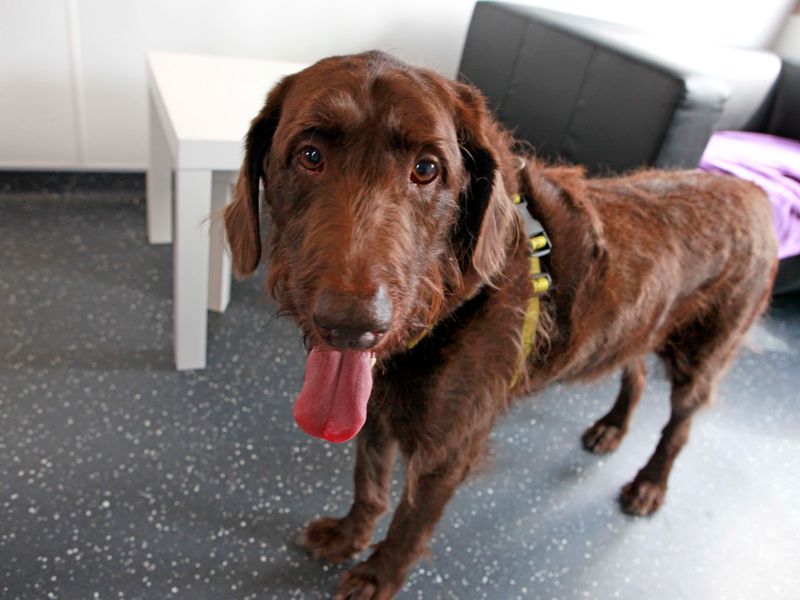 Daniel MacKillican on Twitter "RT AdoptionsUk Please retweet to help