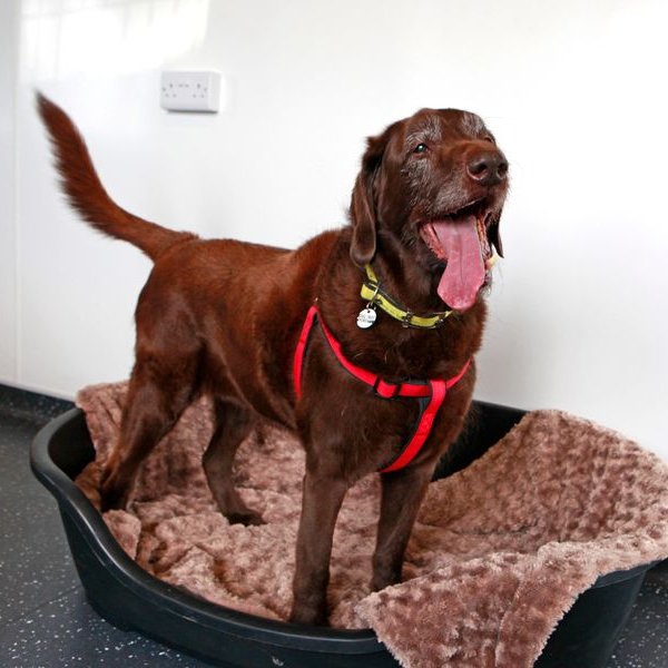 Daniel MacKillican on Twitter "RT AdoptionsUk Please retweet to help