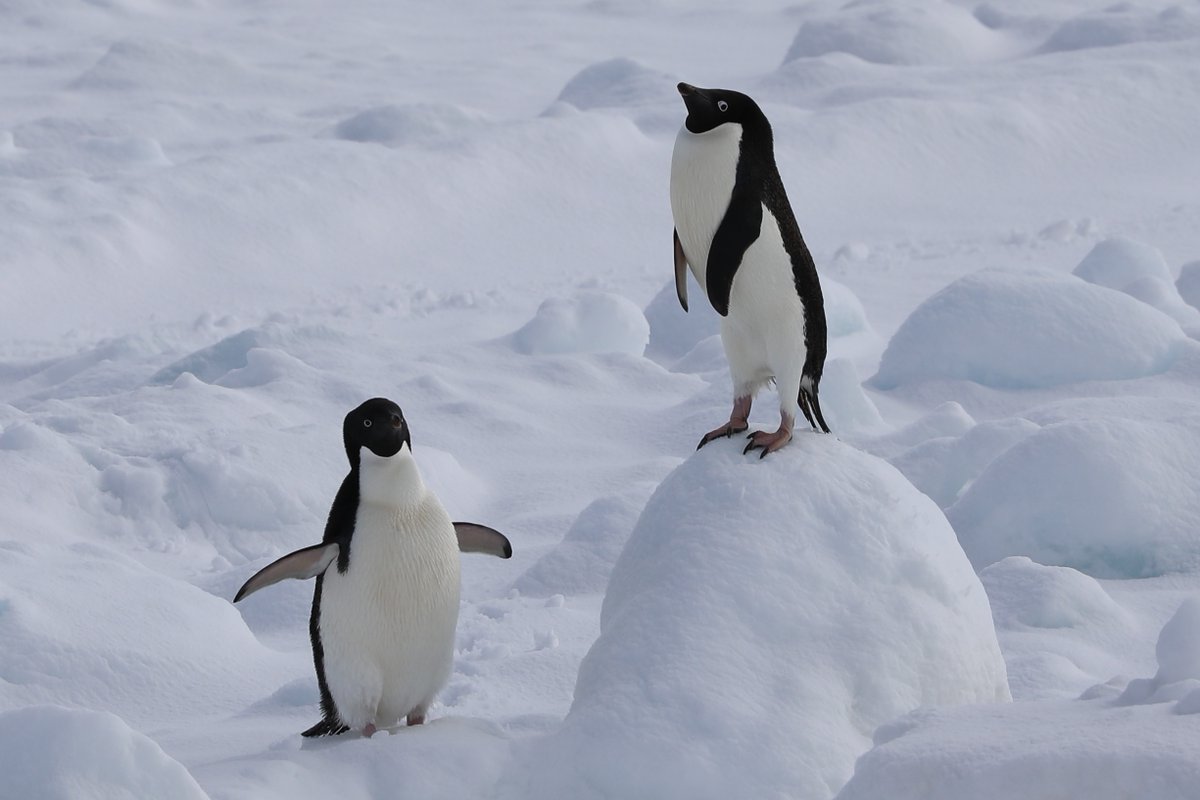 Happy Penguin Day!!! Those guys are so cute and funny!! 😂